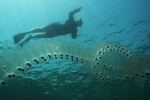 A diver swims past a chain of salps. 