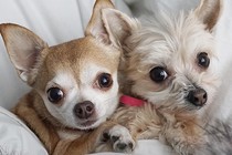 Coconut Bean and Ella Bean, of the Bean family