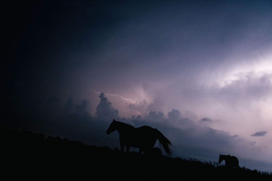 Several horses are seen in silhouette as a lightning bolt crosses through dark clouds.