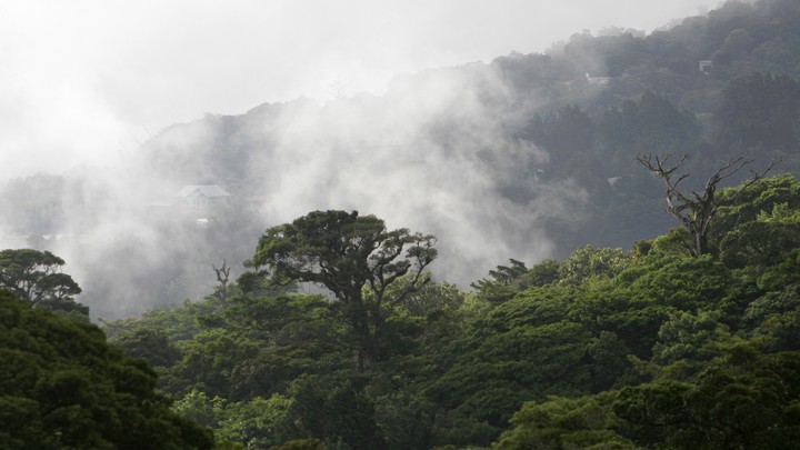 The treetops of a Costa Rican forest