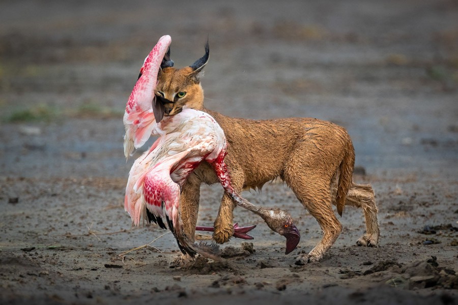Un gros chat tient un flamant rose blessé dans sa bouche, tout en marchant sur une surface boueuse.