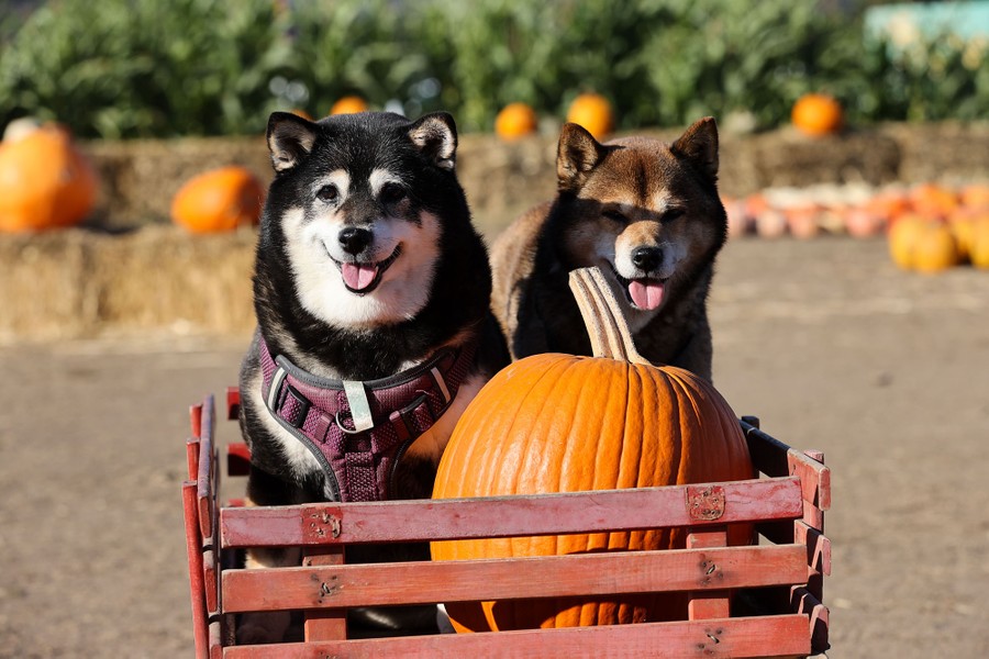 Two dogs ride in a small wagon alongside a pumpkin.