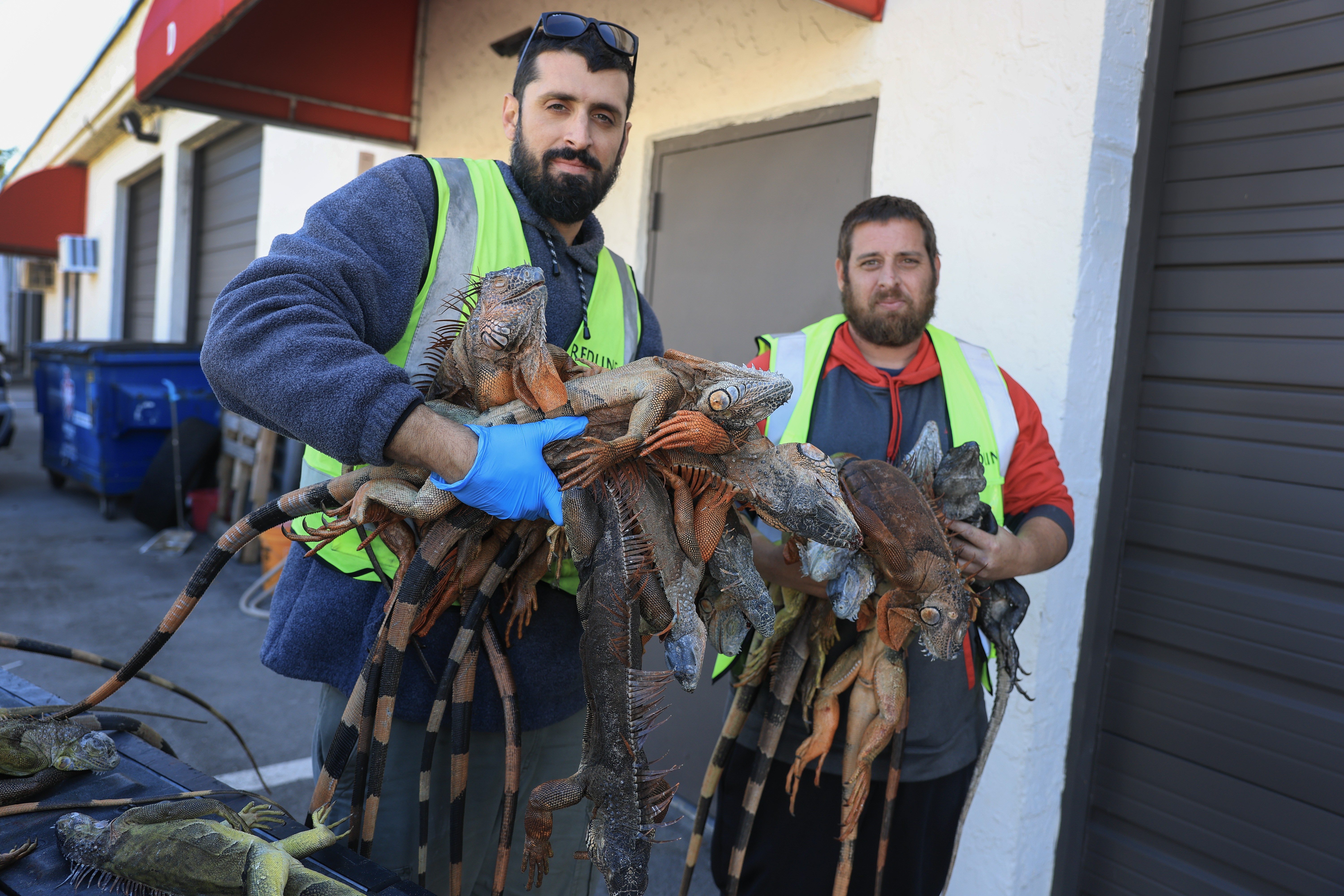 Two men in hi-viz vests hold about a dozen large cold-stunned iguanas in their arms.