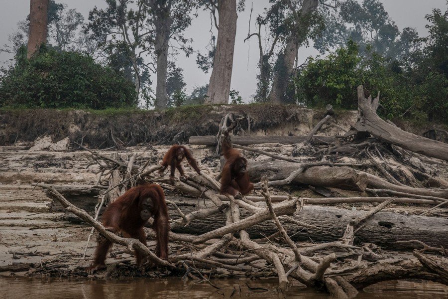 Fires In Indonesia Blanket Islands And Cities In Smog Photos The Atlantic