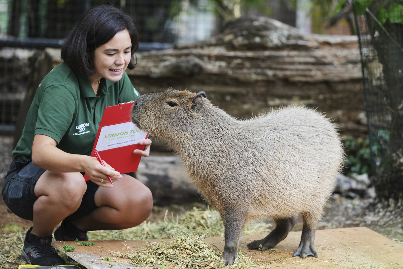 A zookeeper crouches down beside a capybara.