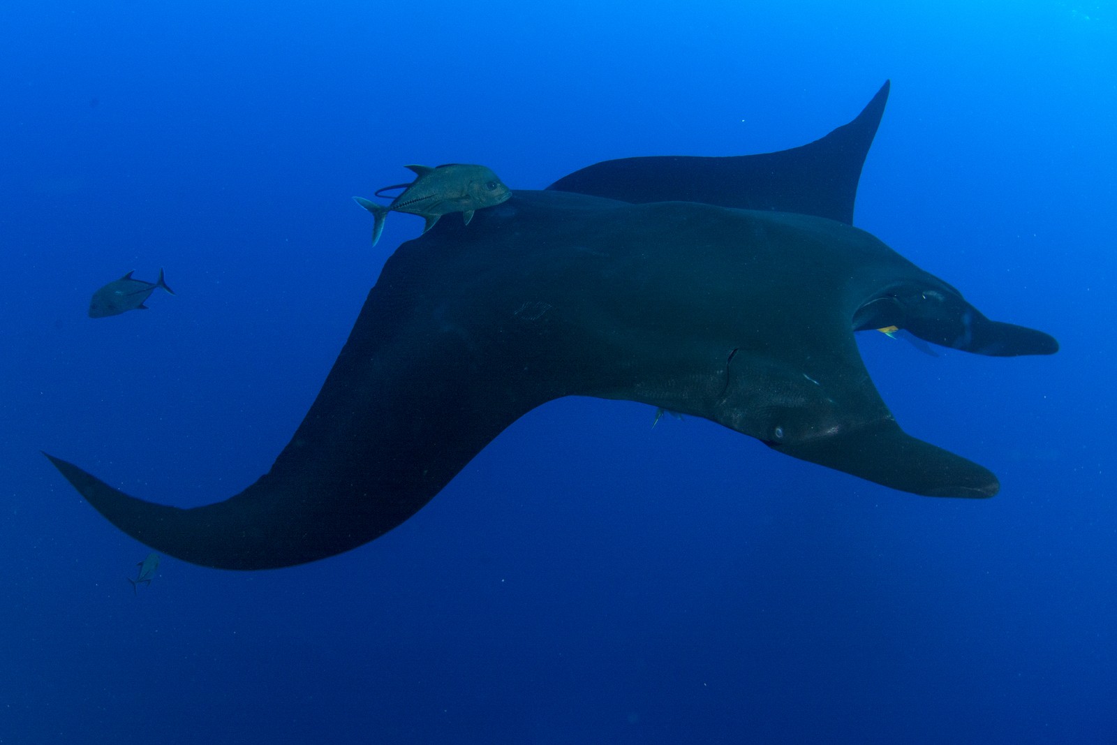 A huge manta ray swims with several smaller fish.