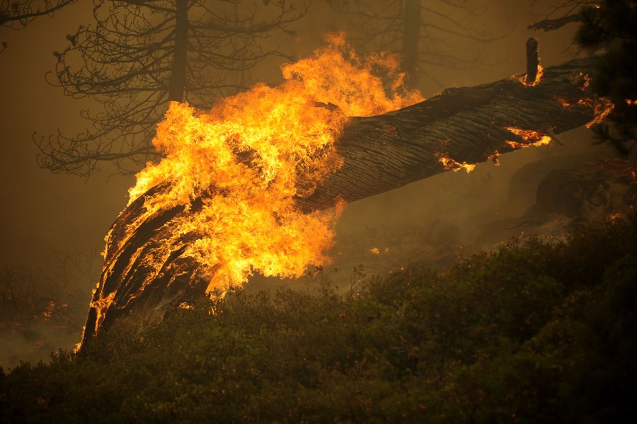 A fallen tree burns amid a larger forest fire.