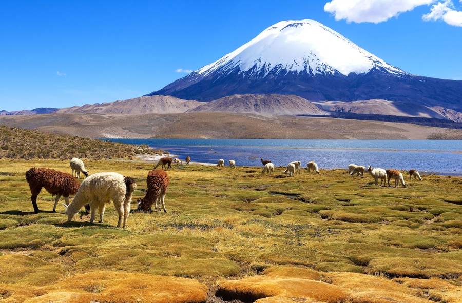 Alpacas graze along the shore of a lake, with a conical, snow-covered volcano in the background.