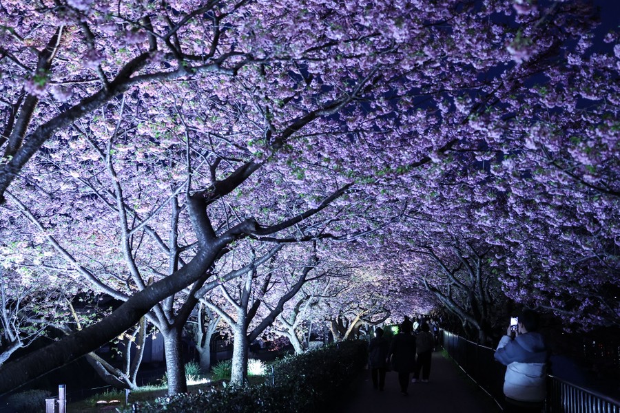 A person takes a photograph of blooming cherry trees at night.
