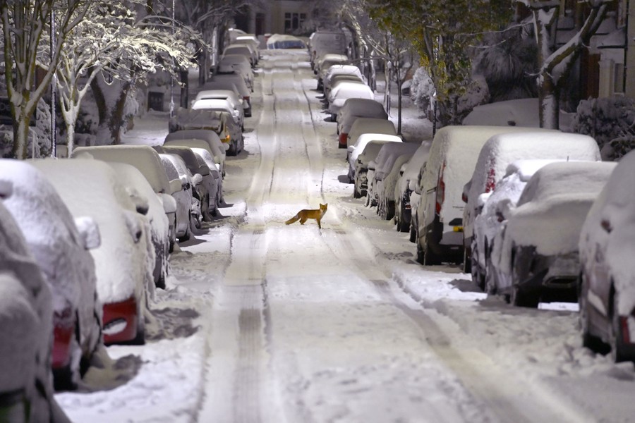 A fox crosses a snow-covered street.