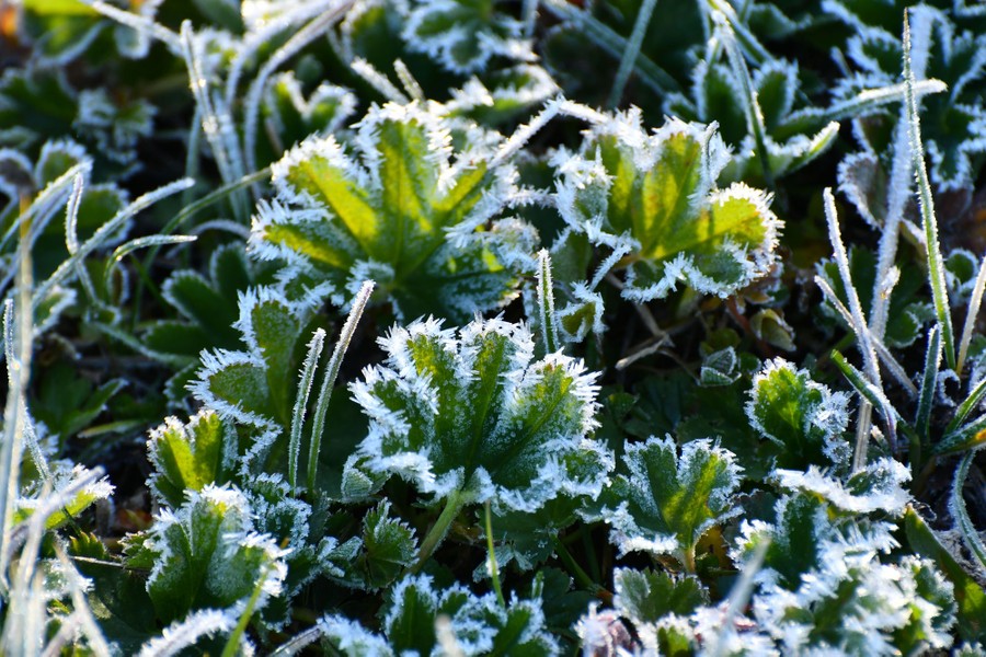 A close view of green plants rimmed with hoarfrost