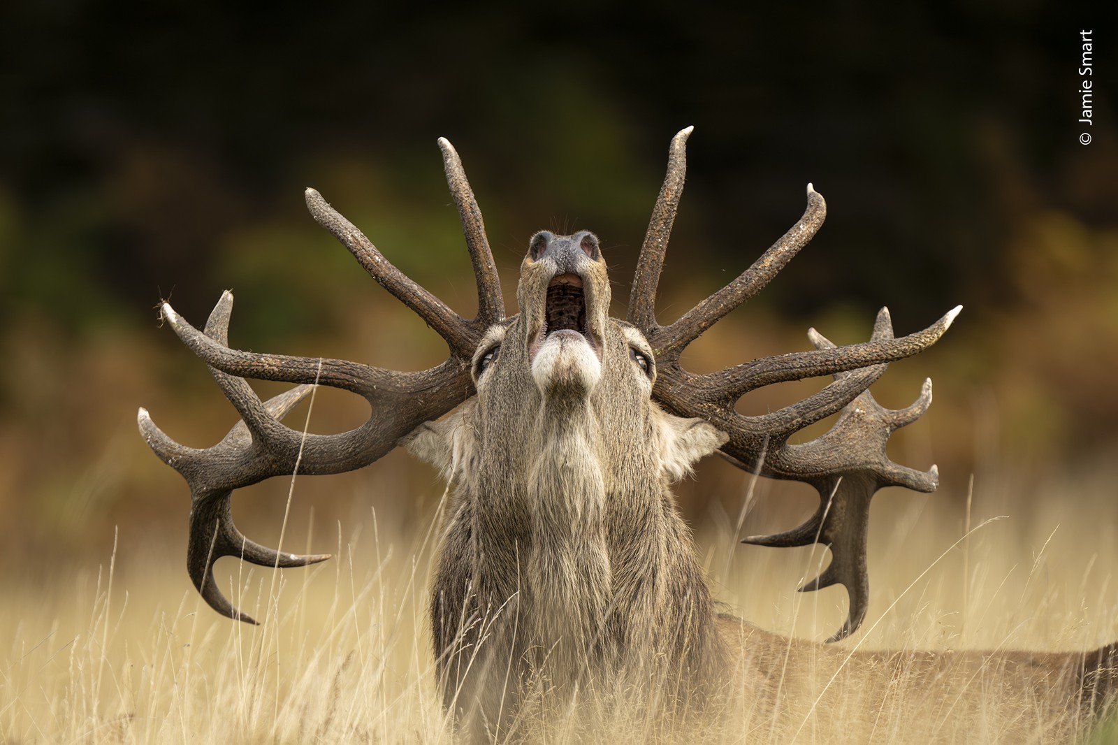 Wildlife Photographer of the Year 2025: Highly Commended
