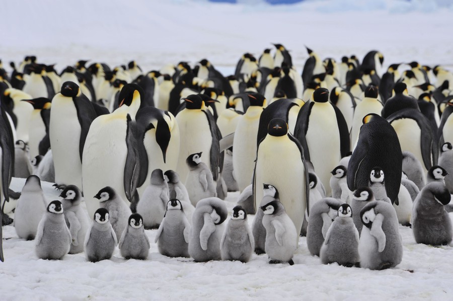 A colony of tall adult penguins with fuzzy chicks