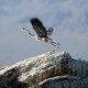 A Great blue heron takes flight on rocks above the Salton Sea near Niland, California.