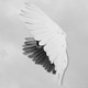 Dove's wings