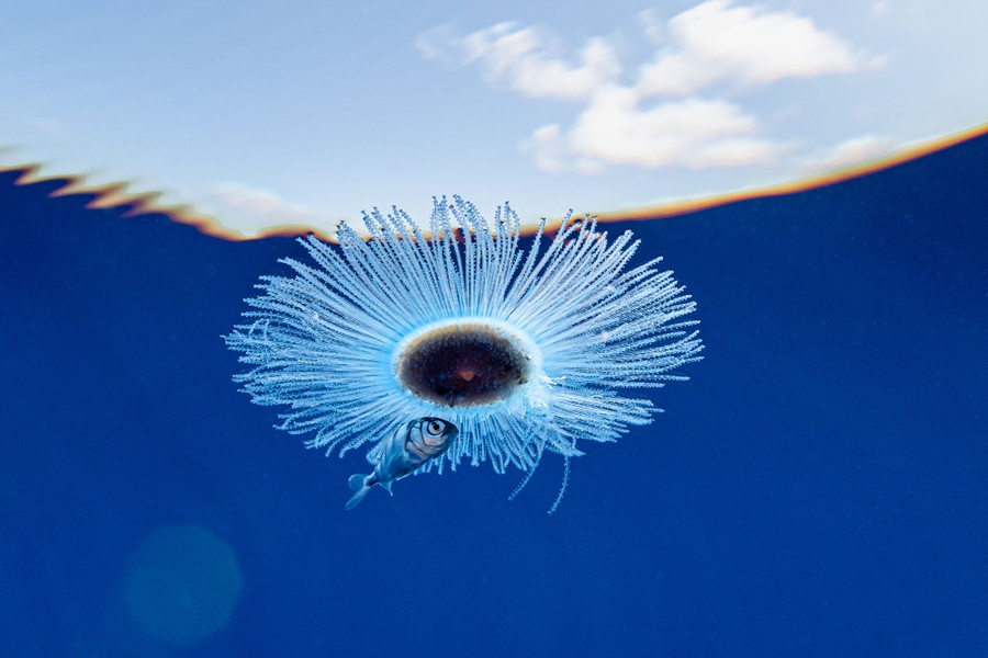 A small fish shelters beneath a sort of jellyfish, near the surface of the ocean.