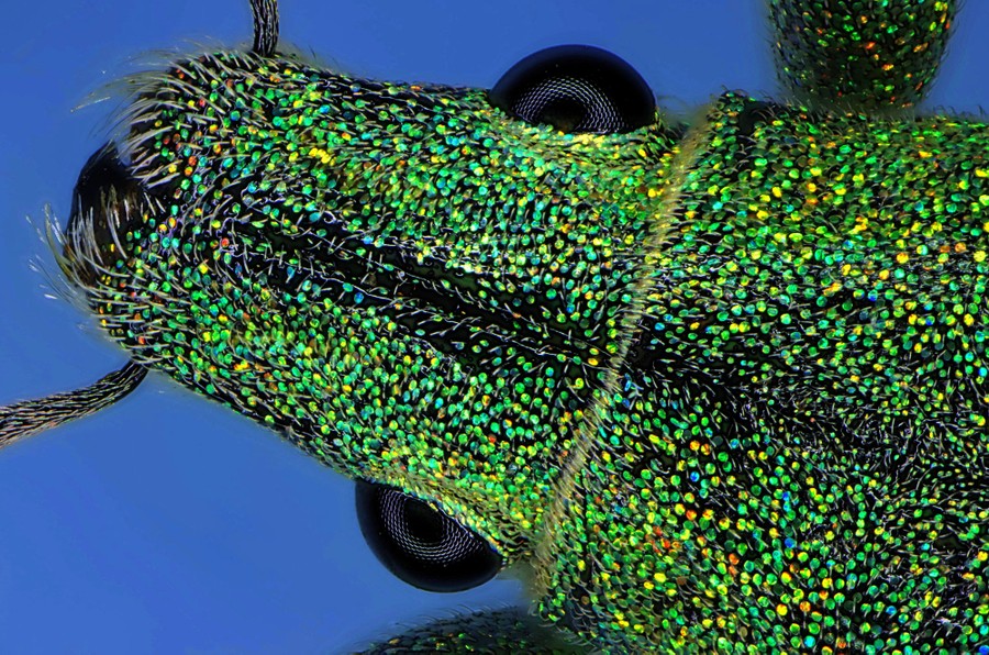 A close view of a weevil head