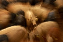 A photo zoomed in on the face of a brown cow in the center of a blurry herd
