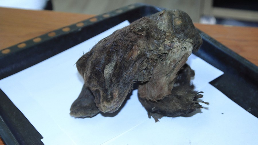 The well-preserved mummified remains of a very old sabre-toothed tiger cub, set on a tray.
