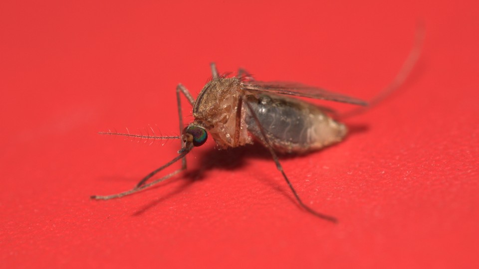 A mosquito against a red background