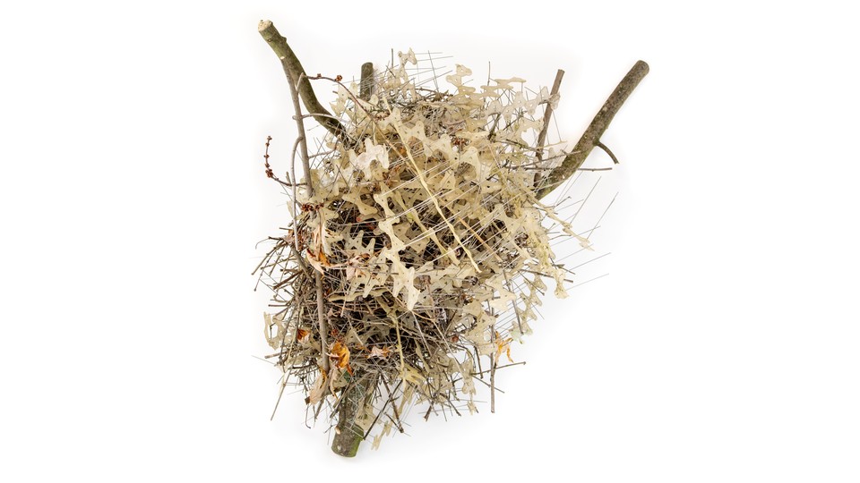 Photo of a bird's nest made from anti-bird spikes and other materials