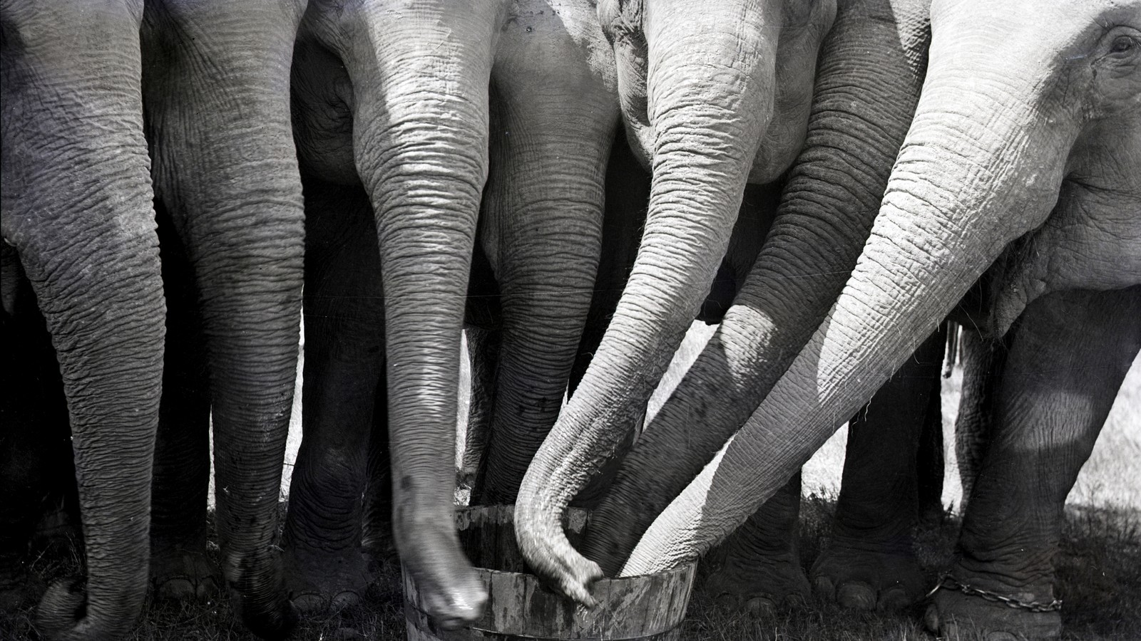 What Can't Elephant Trunks Do? - The Atlantic
