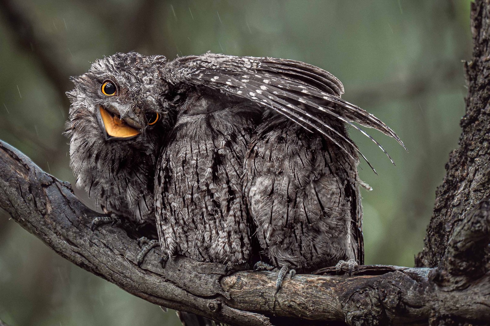 A young frogmouth, perched beside two siblings on a branch, holds one wing over the others' heads on a rainy day.