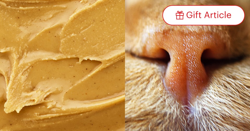 Peanut Butter Is a Liquid. So Are Cats and Sleeping Babies. The