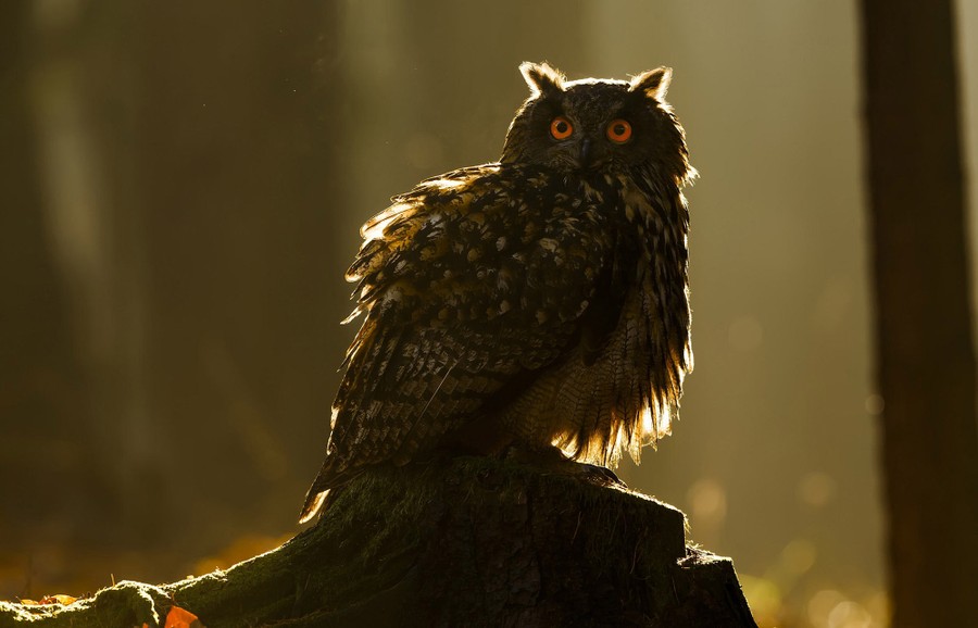 Photos: Superb Owl Sunday V - The Atlantic