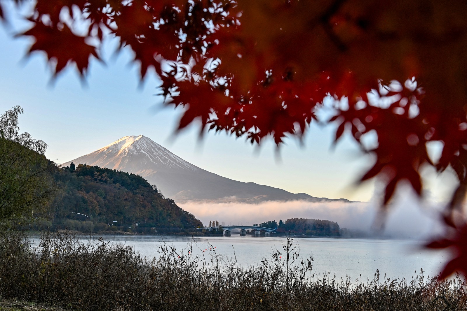 A view of Mount Fuji, with autumn-colored leaves seen in the foreground