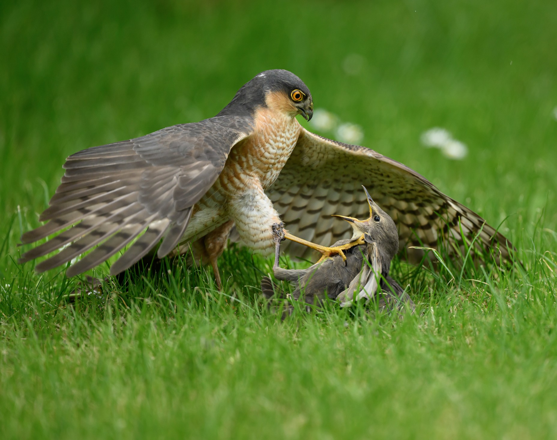 Winners of the British Wildlife Photography Awards 2026 - The Atlantic