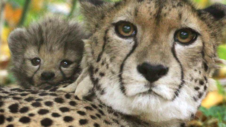 Half the World's Cheetahs Will Be Gone in 15 Years - The Atlantic