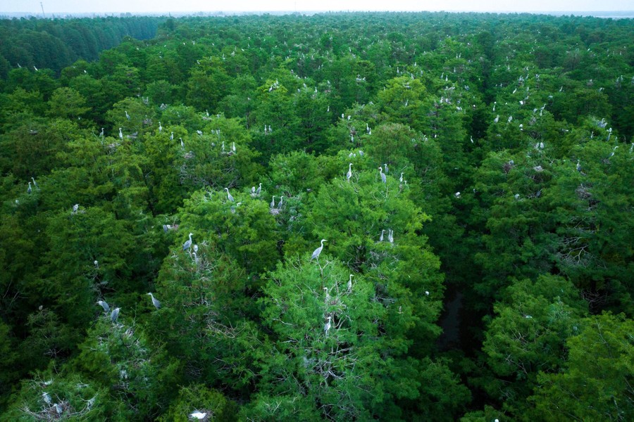 An aerial photo of dozens of herons resting in trees