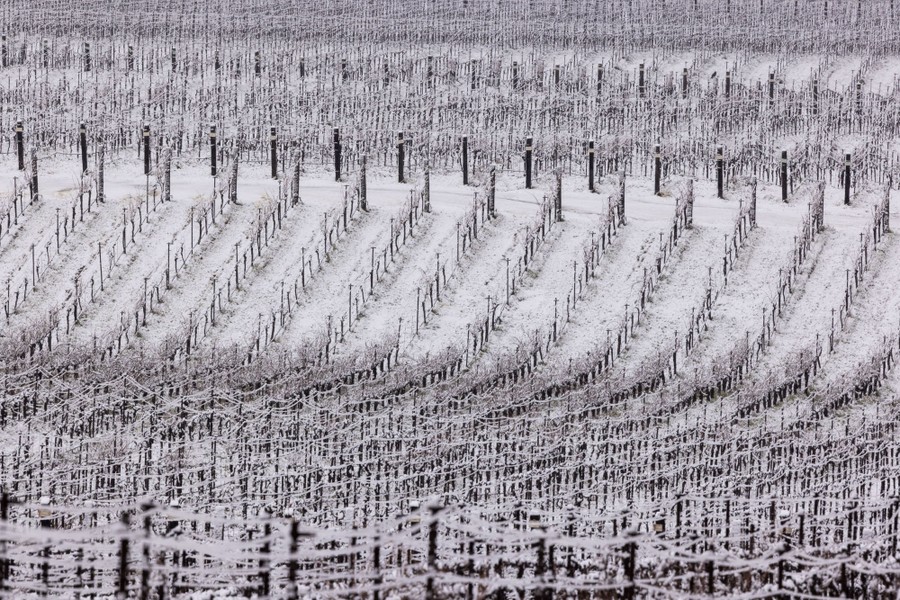 A vineyard is covered in snow.