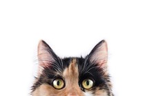 a calico cat peeking out of the bottom of a photo
