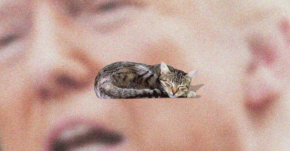 Trump Is Boring Now And He Can T Do Anything About It The Atlantic