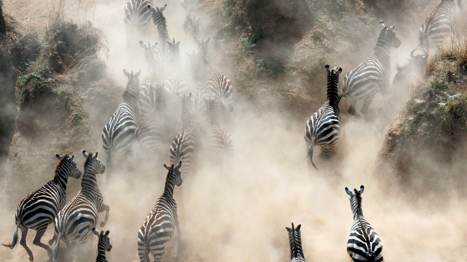7-things-you-didnt-know-about-the-zebra