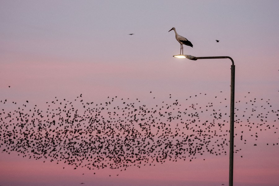 A stork stands atop a streetlight as starlings fly close by.