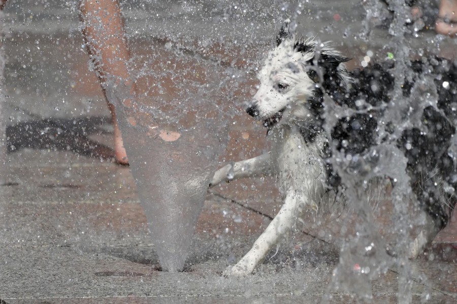 A dog plays in a fountain.