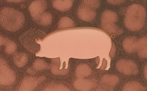 a pig silhouetted against a backdrop of flu viruses