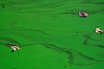 Green water with a few leaves scattered in it