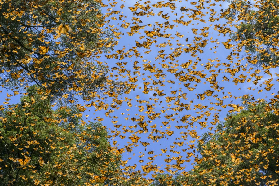 Looking up through treetops, hundreds of butterflies fill the sky.