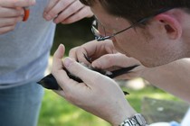 A man holds and examines a purple martin.