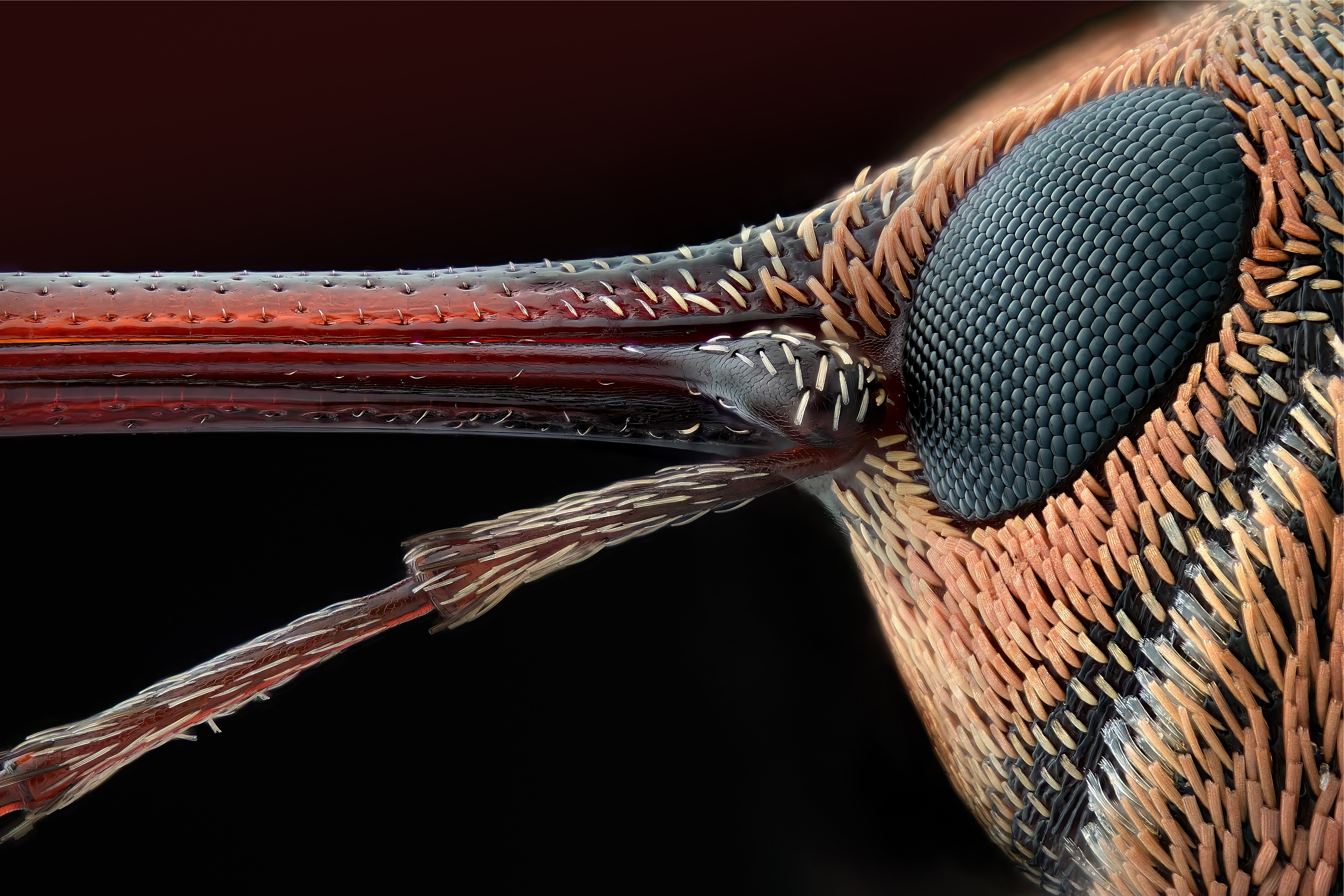 A microscopic close-up of the face of a weevil