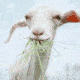 Short video of a goat chewing on grass