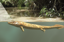 Tiktaalik peers out of the water