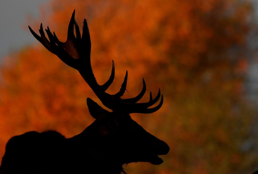 The silhouette of a deer, with fall colors visible in the trees beyond.