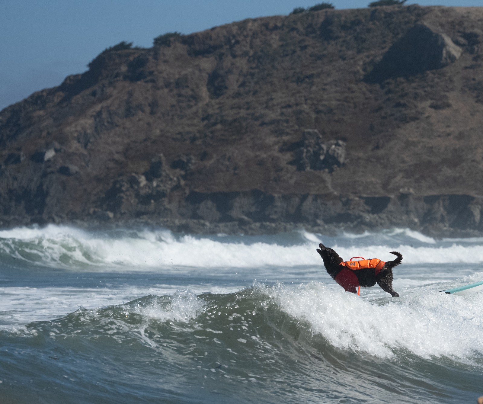 A dog barks while riding on a wave on a surfboard.