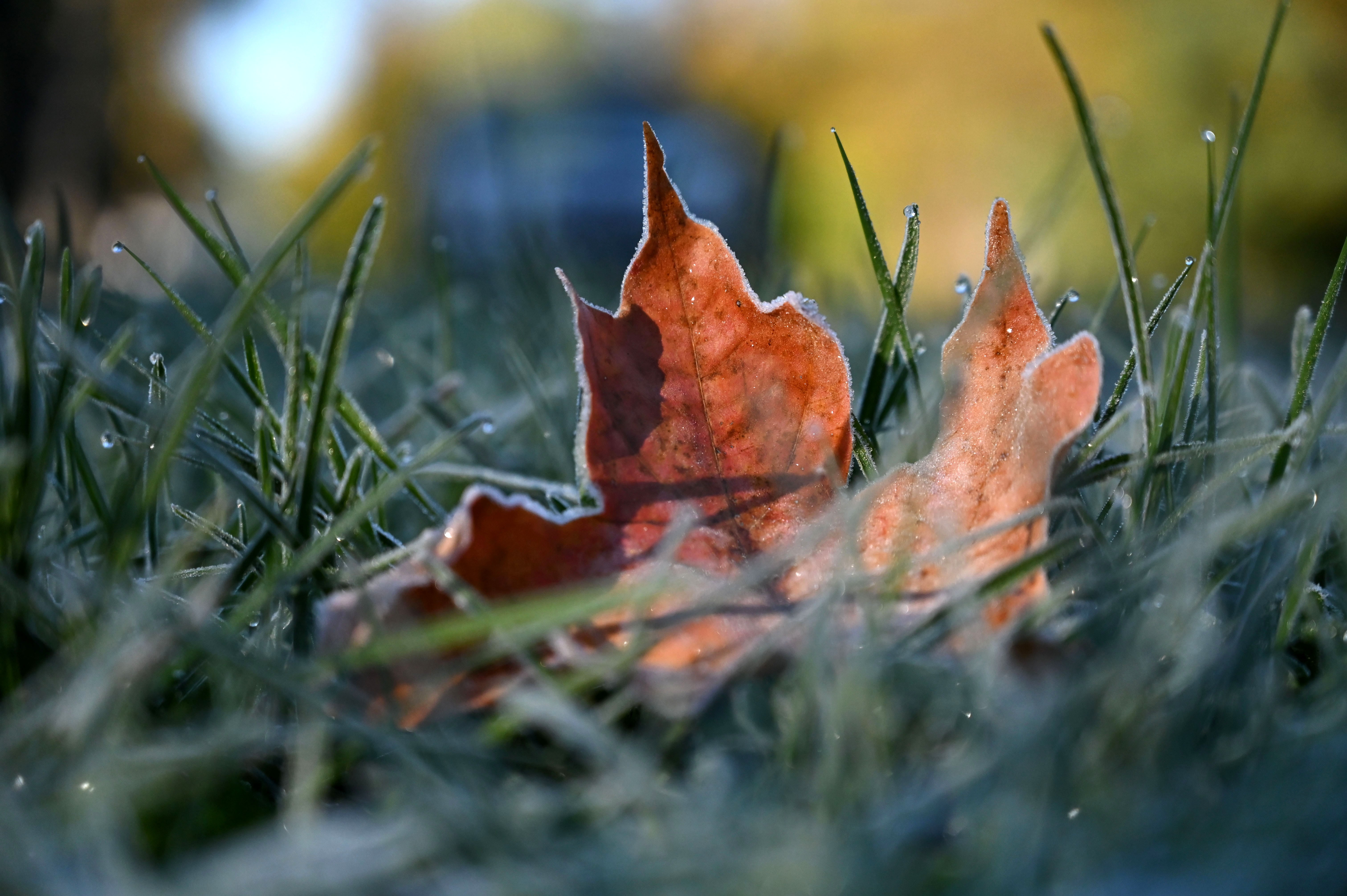 Melting frost forms dew drops on the tips of grass blades around a fallen maple leaf with ice crystals along its edges.