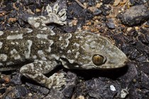 A Kanker rock gecko